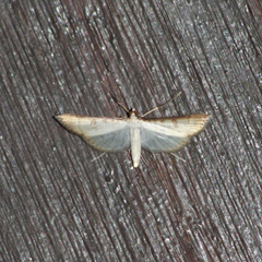 Blepharomastix colubralis