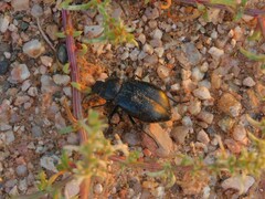 Tenebrionoidea
