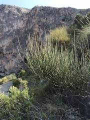 Ephedra fragilis