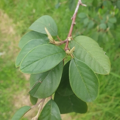 Cotoneaster glaucophyllus