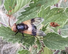 Volucella pellucens