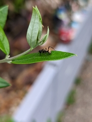 Polyrhachis rufifemur