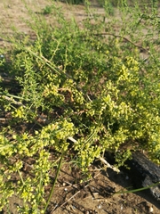 Asparagus acutifolius