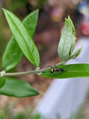 Polyrhachis rufifemur