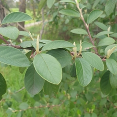 Cotoneaster glaucophyllus