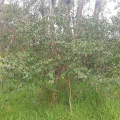 Cotoneaster glaucophyllus