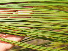 Xanthorrhoea johnsonii
