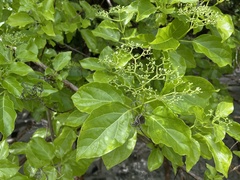 Premna serratifolia