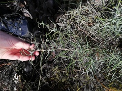 Banksia pteridifolia