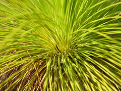 Xanthorrhoea johnsonii