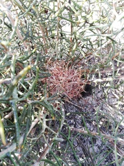Banksia pteridifolia