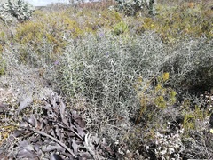 Banksia pteridifolia