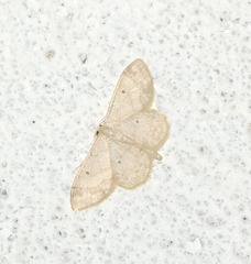 Idaea biselata