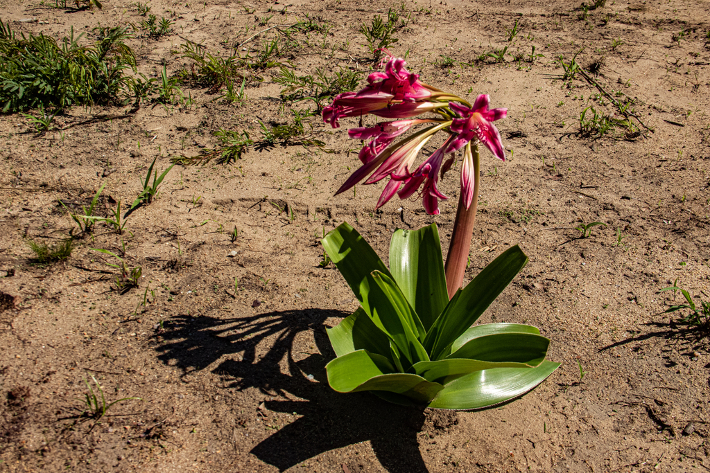 Crinum stuhlmannii delagoense from Nhahomba Camp, Chimanimani National ...