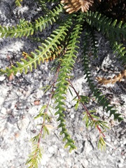 Banksia obtusa