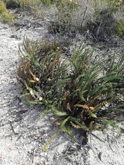 Banksia obtusa