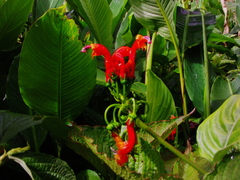 Centropogon granulosus