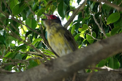 Sphecotheres vieilloti