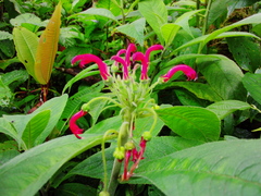 Centropogon granulosus