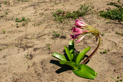 Crinum stuhlmannii subsp. delagoense image