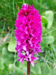 Gymnadenia