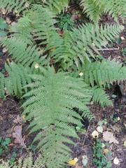 Athyrium filix-femina