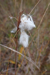 Eriophorum angustifolium