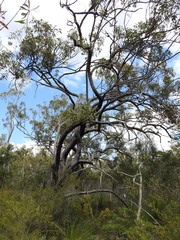 Eucalyptus latisinensis