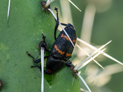 Cactophagus spinolae