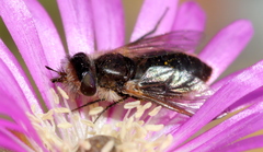 Callynthrophora
