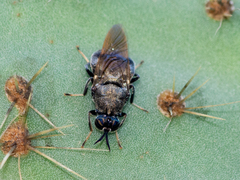 Cyphomyia erecta
