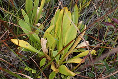 Primula jeffreyi
