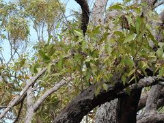 Eucalyptus latisinensis