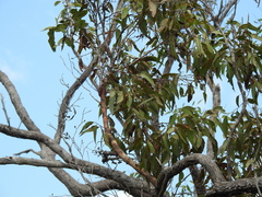 Eucalyptus latisinensis