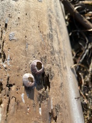 Balanomorpha