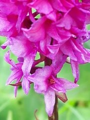 Gymnadenia