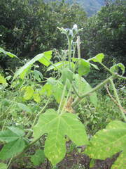 Echinopepon racemosus