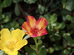 Portulaca umbraticola