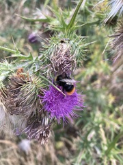 Bombus lapidarius