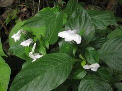 Herpetacanthus rotundatus