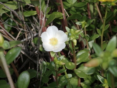 Portulaca umbraticola