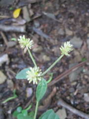 Alternanthera flavescens