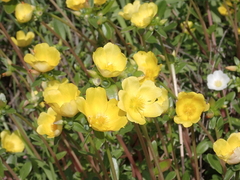 Portulaca umbraticola