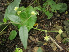Alternanthera flavescens