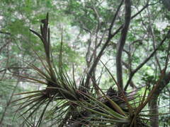 Tillandsia spiralipetala