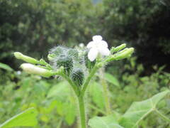Echinopepon racemosus