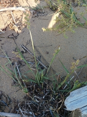 Cenchrus spinifex