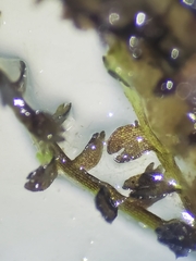 Odontoschisma fluitans