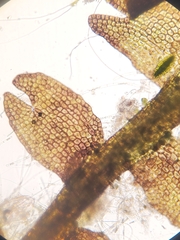 Odontoschisma fluitans