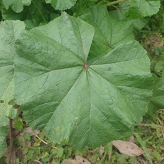 Malva nicaeensis